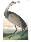 Sandhill Crane